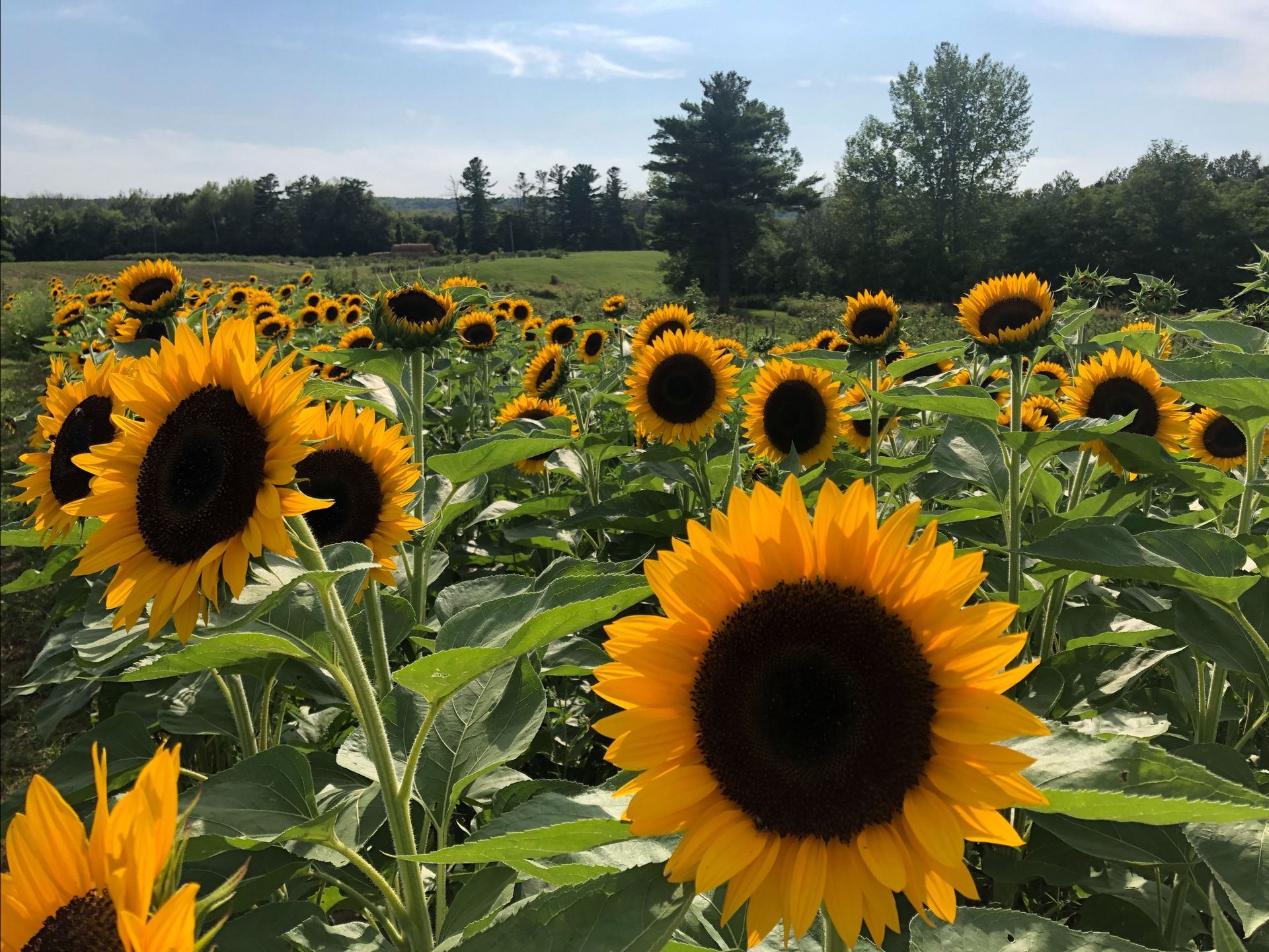 A person is holding a piece of food with chopsticks over a plate of food.