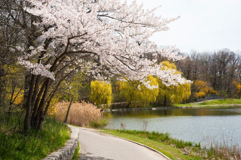A path leading to a lake with cherry blossom trees on the side.