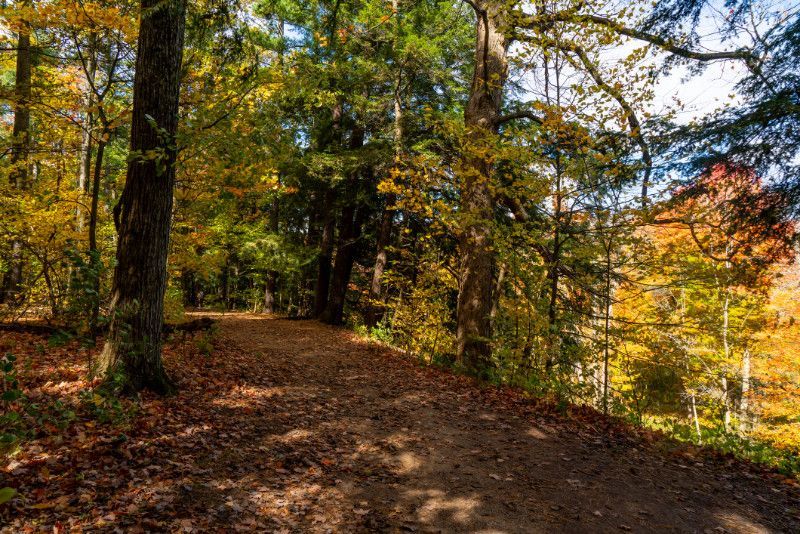 A dirt path in the middle of a forest surrounded by trees and leaves.