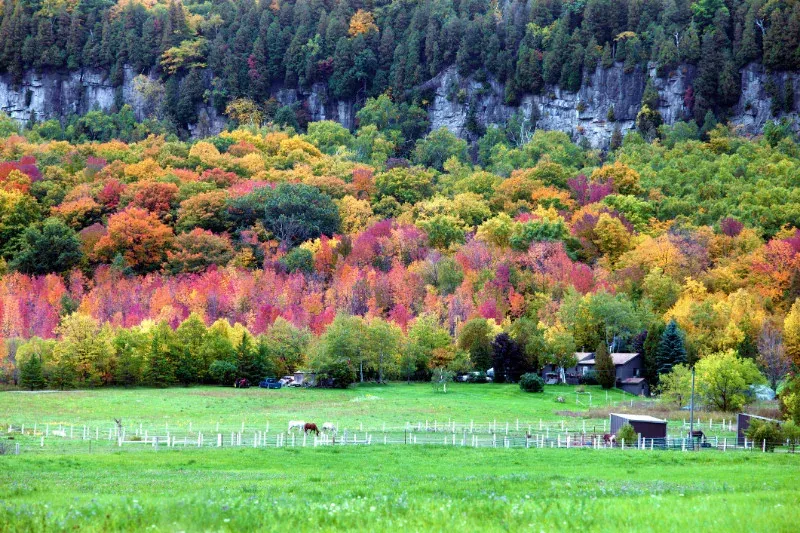 A horse is grazing in a field in front of a lush green forest.