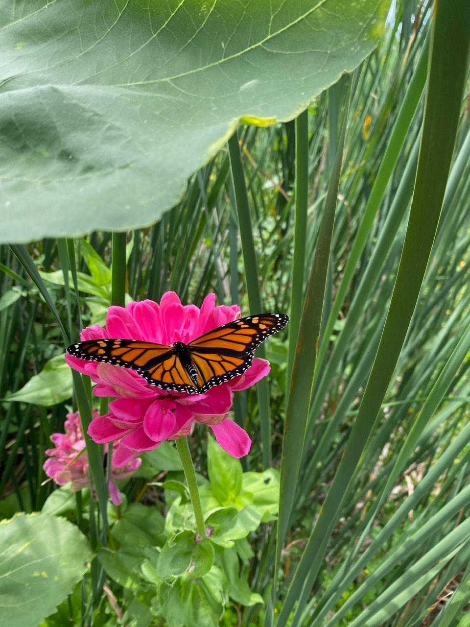 A butterfly is perched on a pink flower in a garden.
