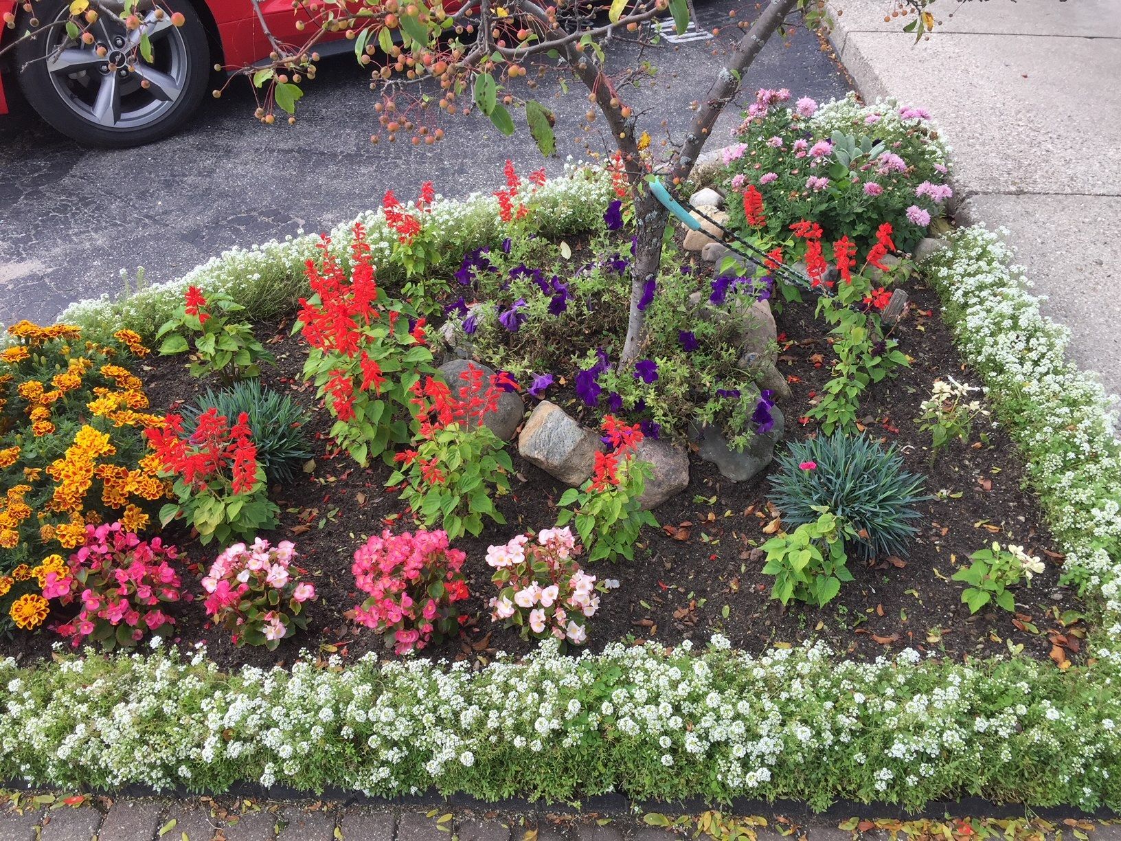 A flower bed with a red car parked in the background