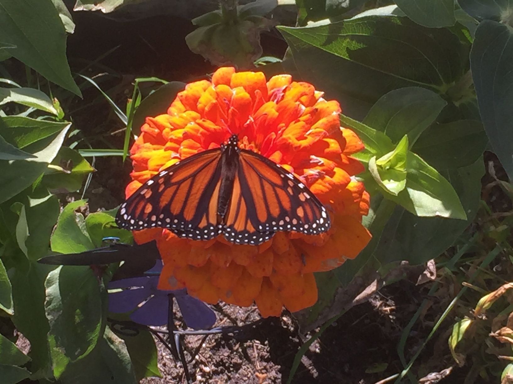 A butterfly is sitting on top of an orange flower