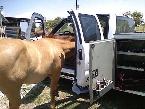 Horse and Pickup Truck — Servicing Equipment in Fort Worth, TX