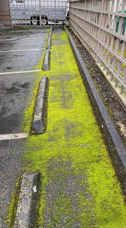 Moss growing on parking lot in Seattle,  photo by the Seattle pressure washing company Rojo Moss Removal and Power Washing, LLC