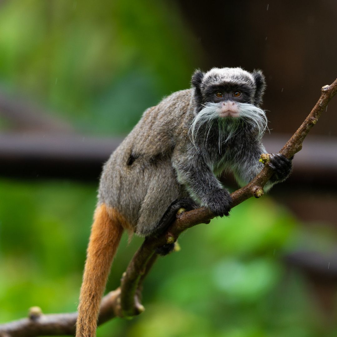 MUST-SEE VISIT | CARBET ZOO