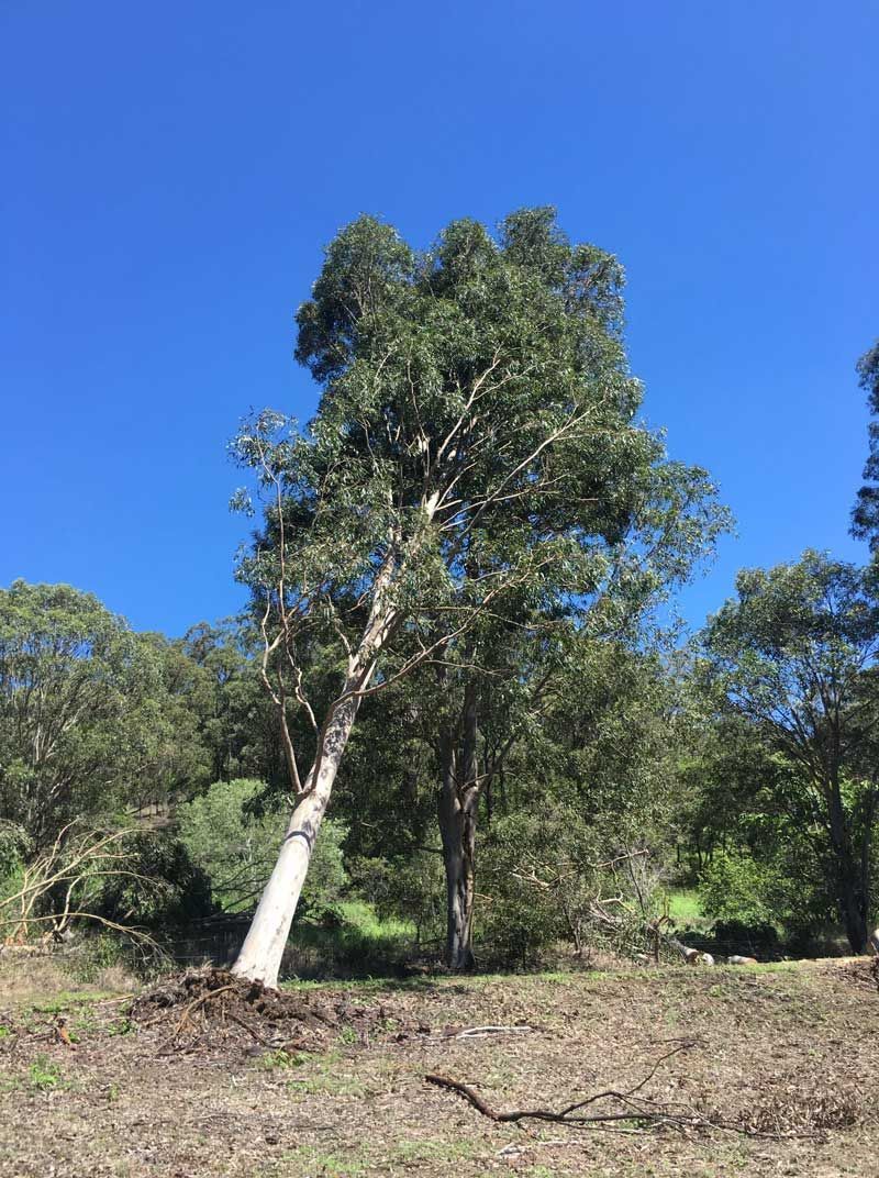 White Tree Falling Down — Active Tree Fellas in River Heads, QLD