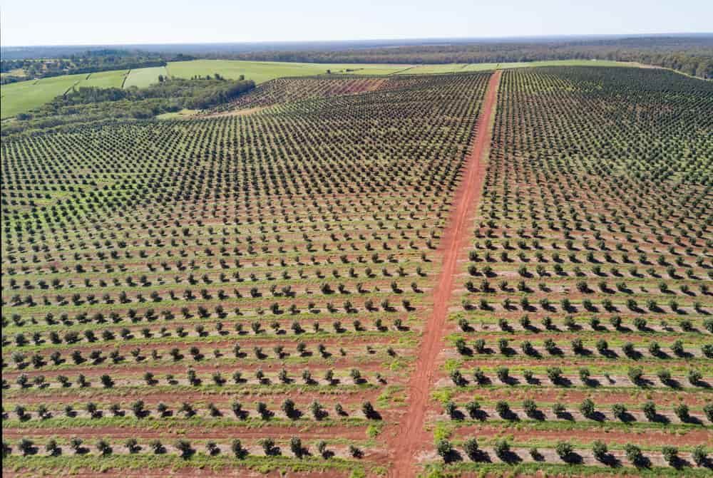 An aerial view of a large plantation of trees  — Active Tree Fellas in Childers, QLD