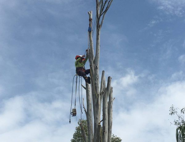 Arborist Cutting Branches — Active Tree Fellas in River Heads, QLD