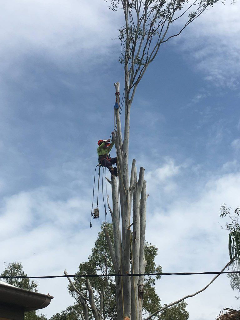 Arborist Cutting a Tree Branch — Active Tree Fellas in River Heads, QLD