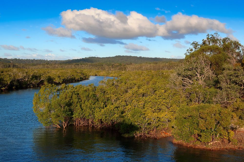A river surrounded by trees and a blue sky with clouds  — Active Tree Fellas in Tuan, QLD