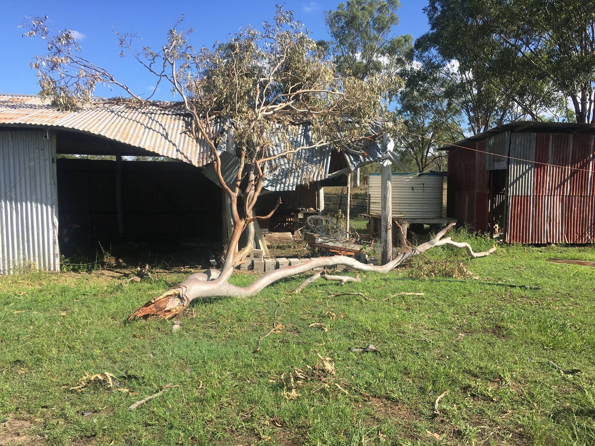 Branch Fallen Over Onto a Shed — Active Tree Fellas in River Heads, QLD
