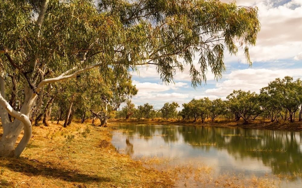 A large body of water surrounded by trees on a sunny day  — Active Tree Fellas in Tiaro, QLD