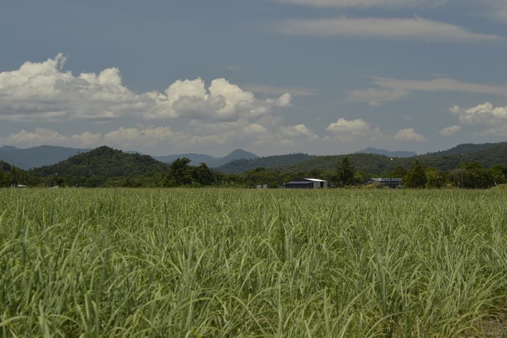 A field of tall grass with mountains in the background on a sunny day  — Active Tree Fellas in Childers, QLD