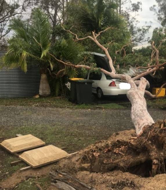 Tree Fell Down to Car — Active Tree Fellas in River Heads, QLD