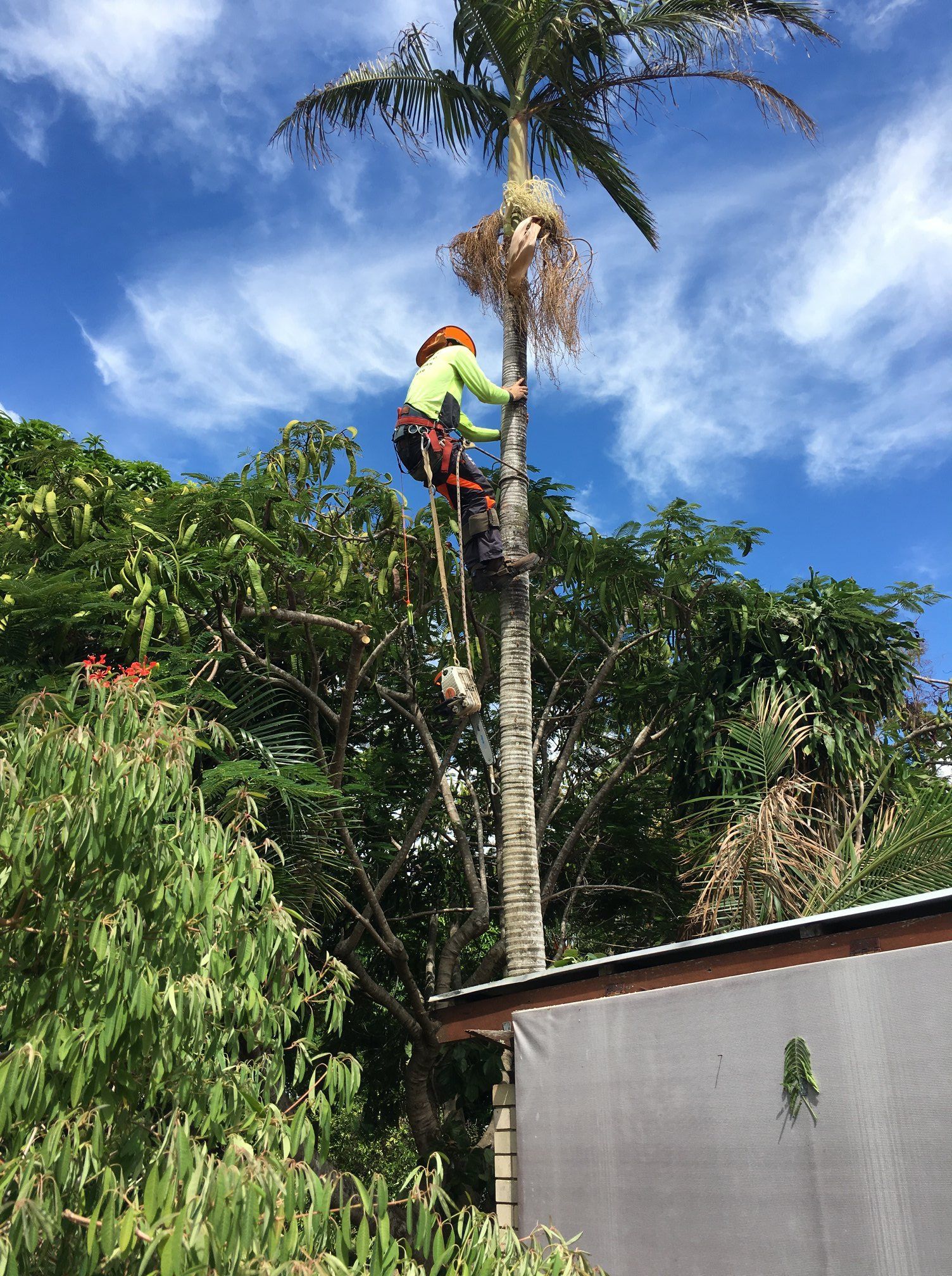 Palm Tree Maintenance in Hervey Bay Active Tree Fellas