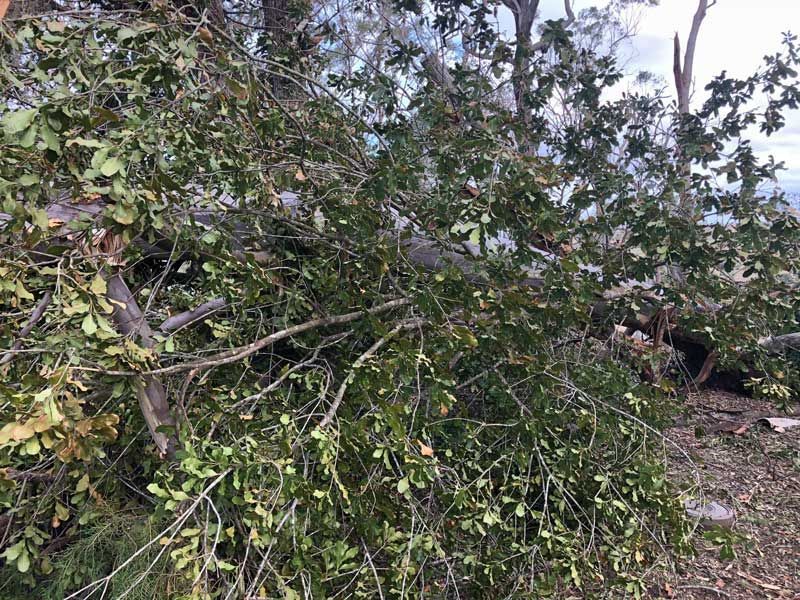 A Pile of Branches and Leaves Laying on the Ground — Active Tree Fellas in Isis, QLD