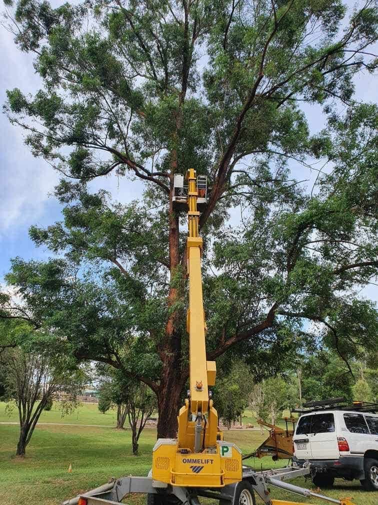 Yellow Elevated Machine Used by Arborist — Active Tree Fellas in River Heads, QLD