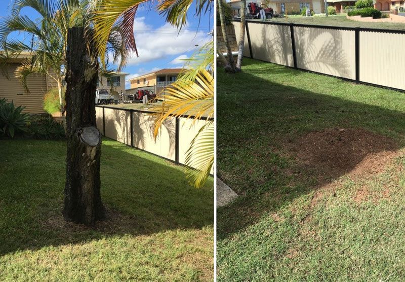 Stump of Tree Before and After — Active Tree Fellas in River Heads, QLD