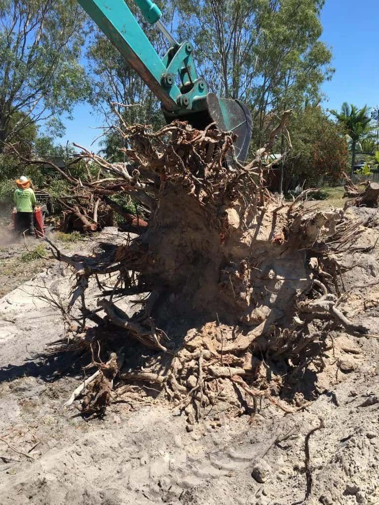 Machinery Removing Trees — Active Tree Fellas in River Heads, QLD
