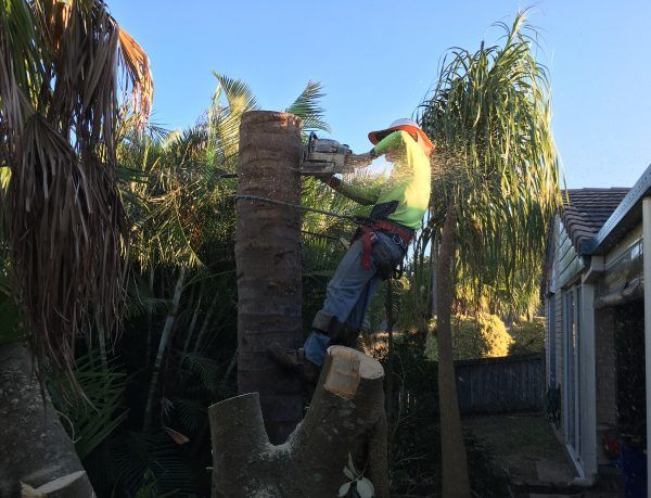 Arborist Cutting the Top of the Tree — Active Tree Fellas in River Heads, QLD