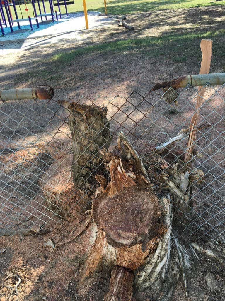 Burnt Tree Stump — Active Tree Fellas in River Heads, QLD