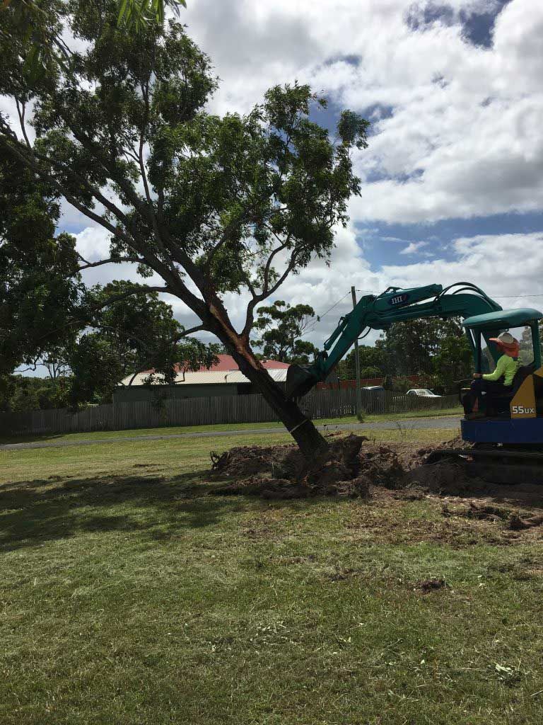 Machine Breaking Down Tree — Active Tree Fellas in River Heads, QLD