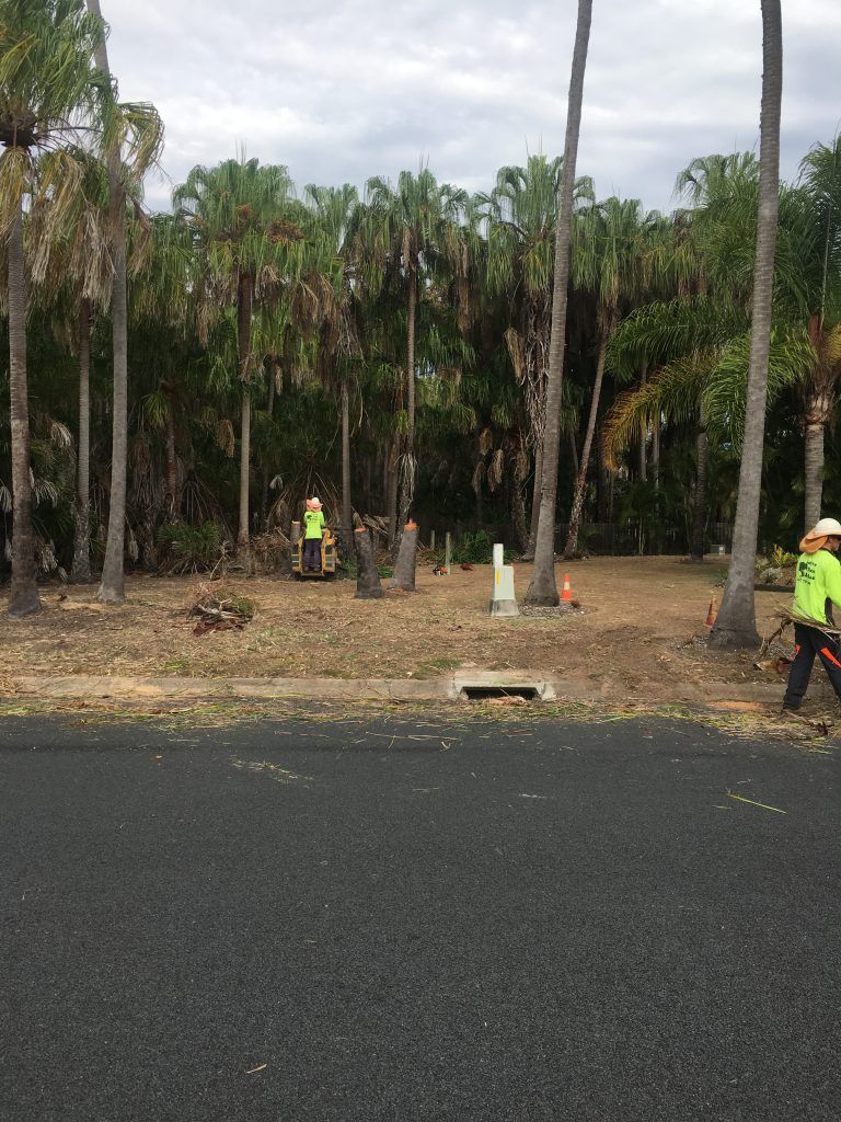 Chopped Trees by Arborist — Active Tree Fellas in Tuan, QLD