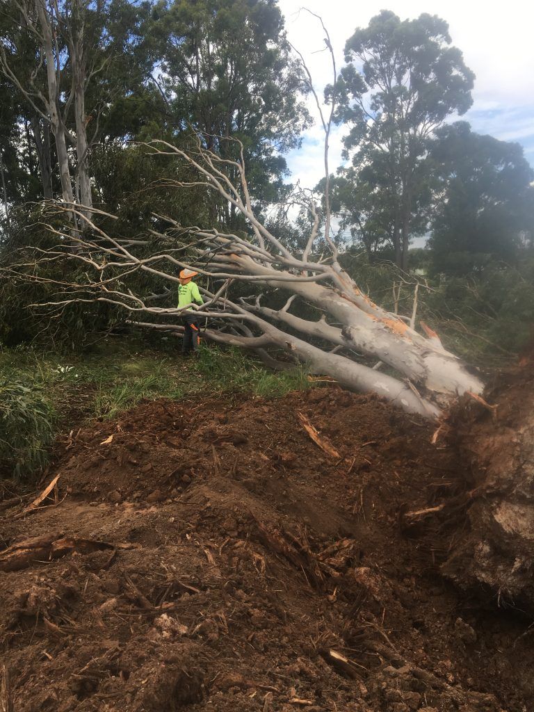 Tree Removal In Progress — Active Tree Fellas in River Heads, QLD