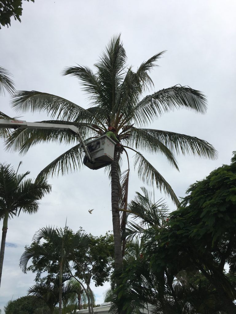 Arborist at the Top of Palm Tree — Active Tree Fellas in River Heads, QLD