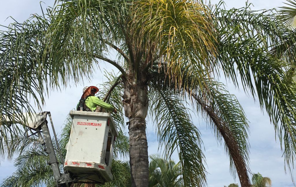 Arborist Cutting Palm Tree — Active Tree Fellas in River Heads, QLD