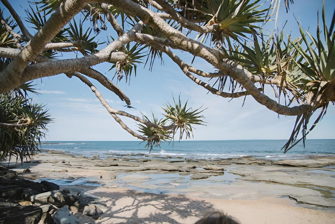 A Tree is Hanging Over a Beach With the Ocean in the Background — Active Tree Fellas in Burrum Heads, QLD