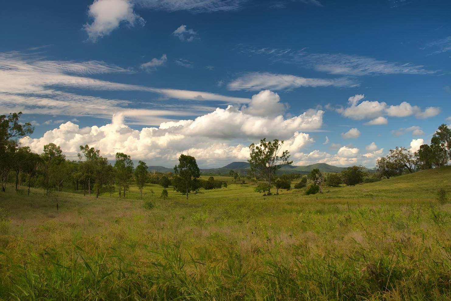 A grassy field with trees and clouds in the sky — Active Tree Fellas in Cherwell, QLD