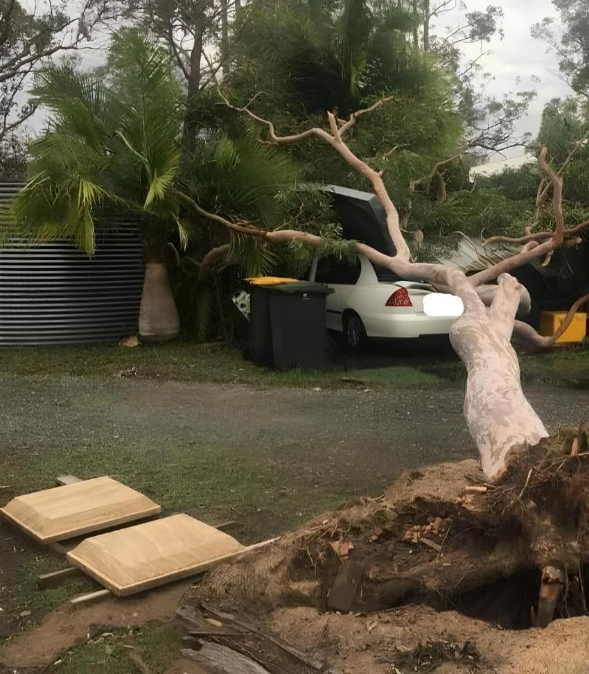 Tree Fell Down to Car — Active Tree Fellas in Fraser Coast, QLD