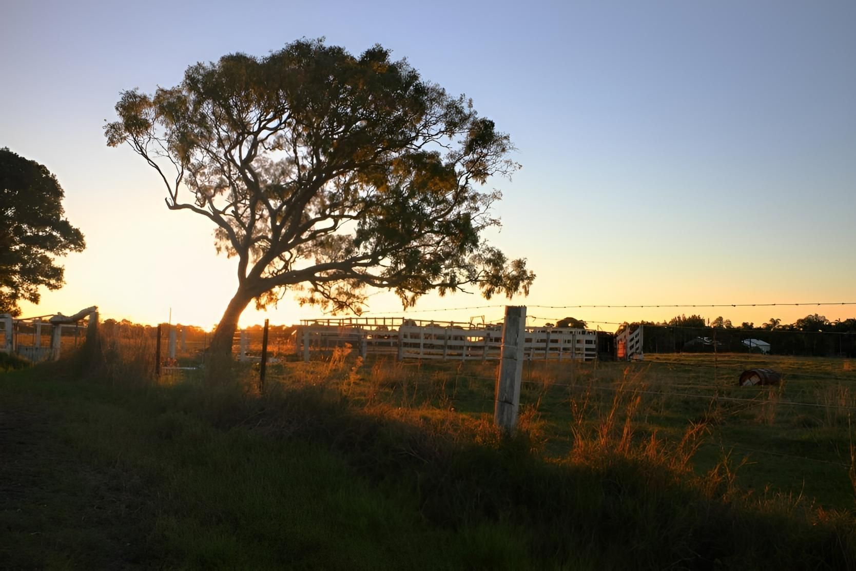 A Tree in a Field With a Fence in the Background at Sunset — Active Tree Fellas in Hervey Bay, QLD