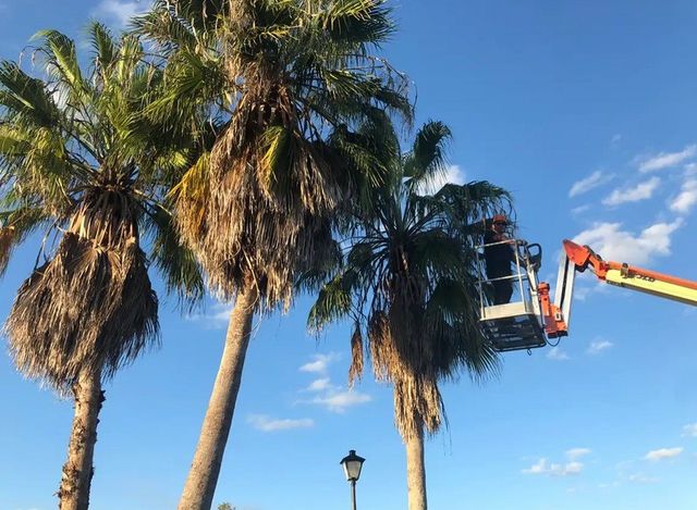 Palm Tree Removal & Tree Trimming Services