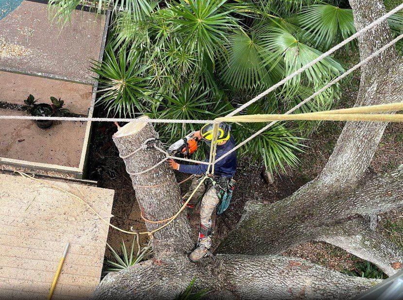 Tree Trimming Dunedin, FL Andrew's Tree Care