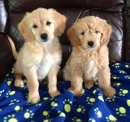 Two puppies are sitting next to each other on a blue blanket
