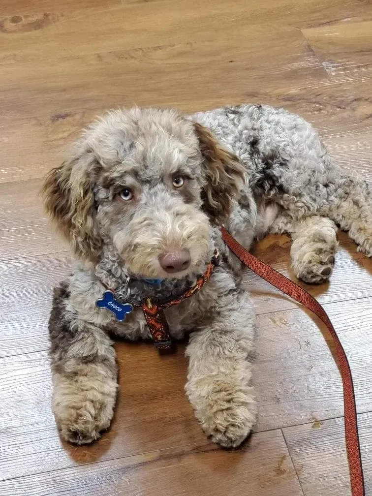 A small dog is laying on a wooden floor on a leash.
