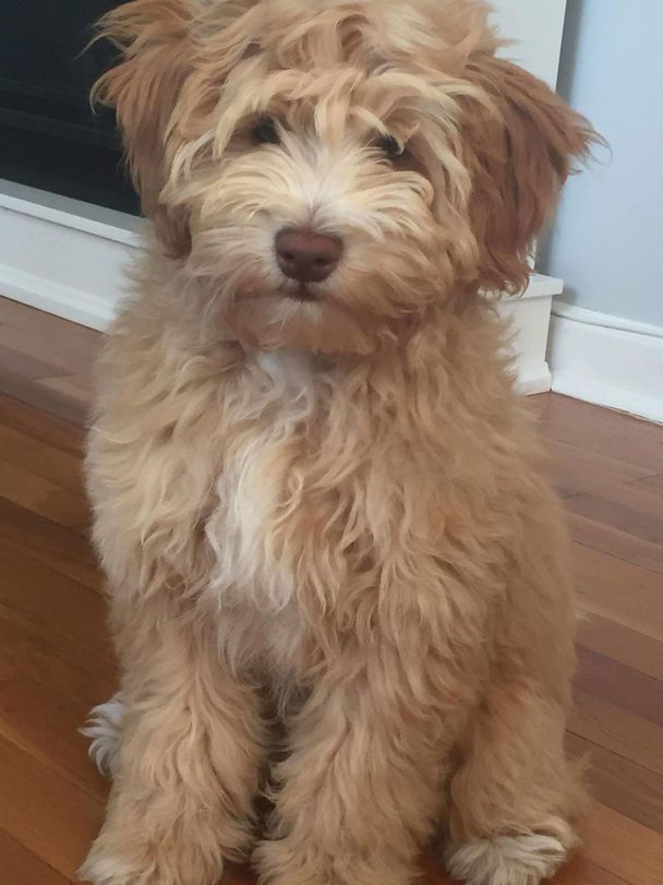A small brown and white dog is sitting on a wooden floor.