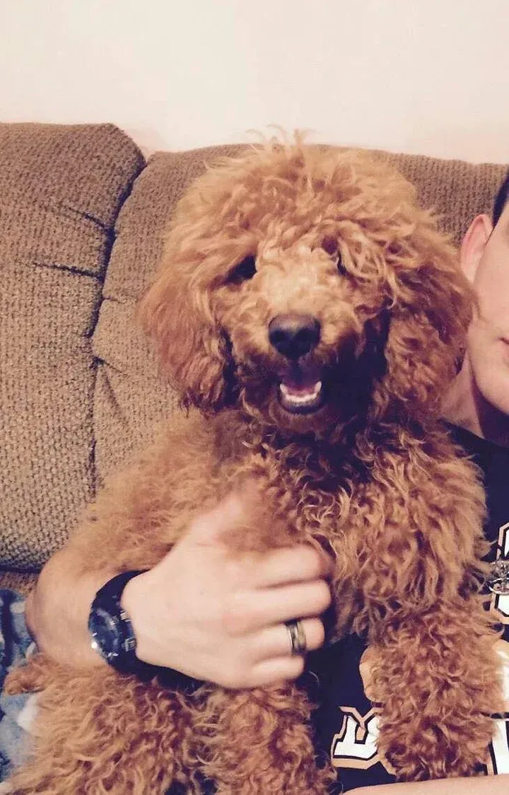A man is holding a brown poodle on a couch.