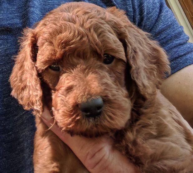 A person is holding a brown puppy in their arms
