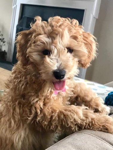 A small dog is sitting on a couch with its tongue out.