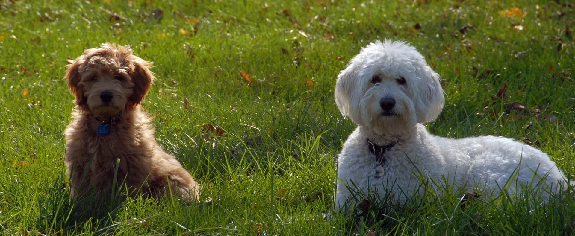 Two dogs , one brown and one white , are sitting in the grass.