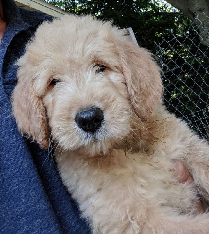 A person is holding a small puppy in their arms.