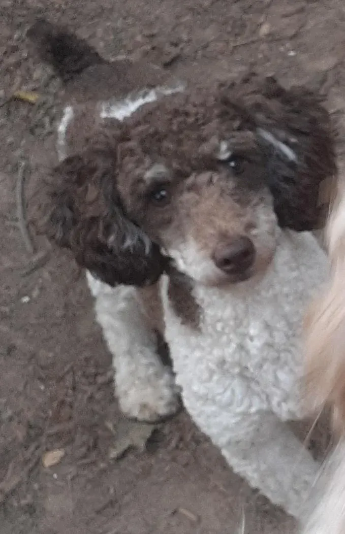 A brown and white poodle puppy is sitting on the ground looking up at the camera.
