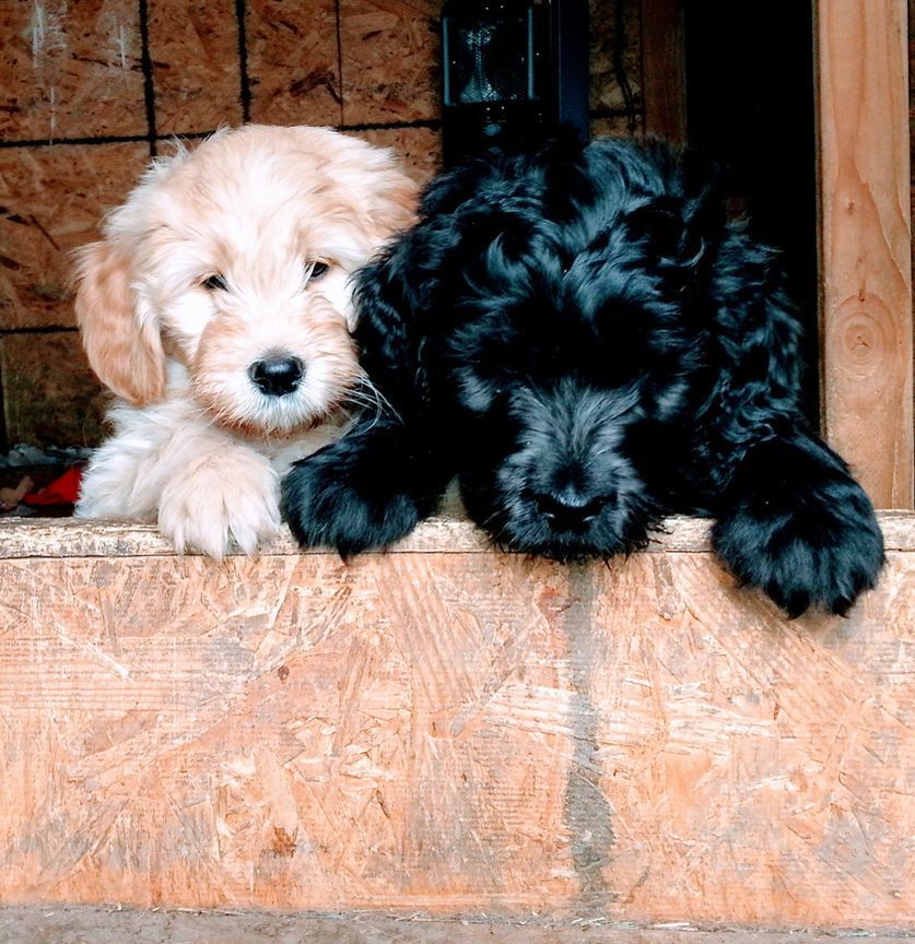 Two puppies laying next to each other on a wooden ledge