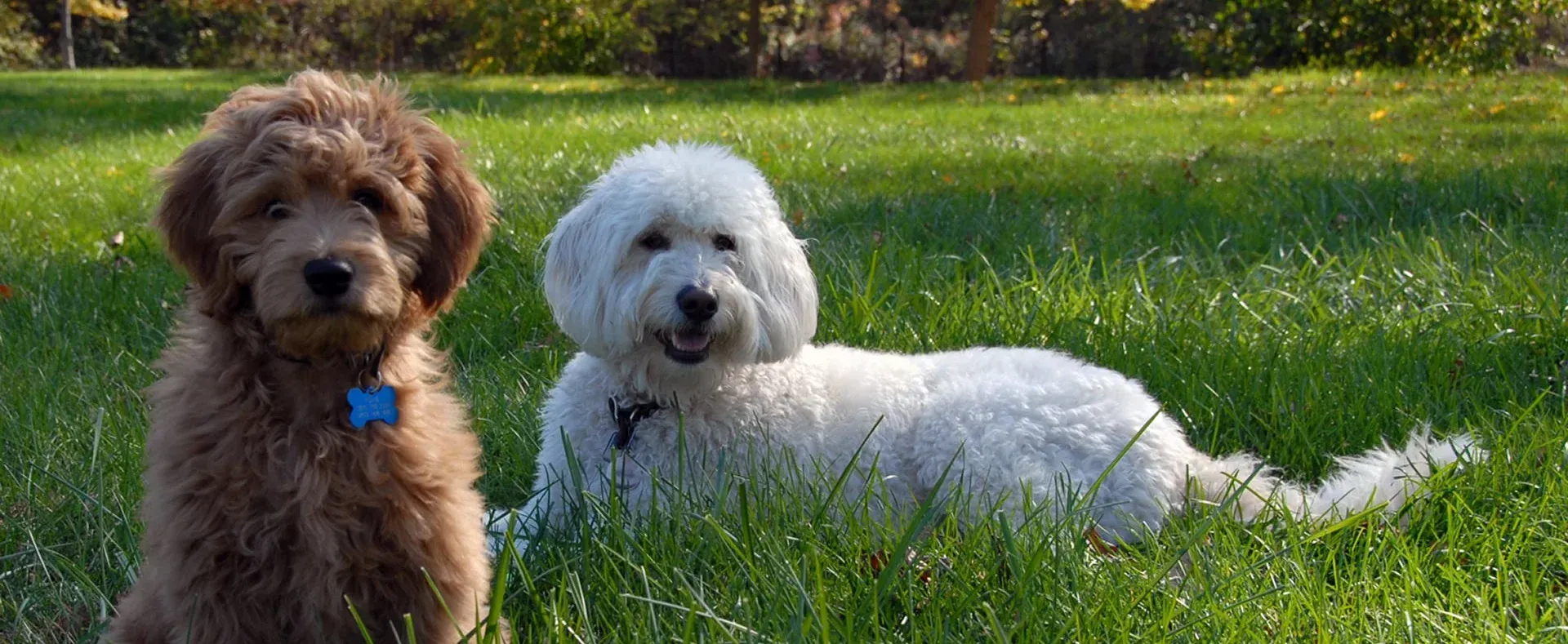 Two dogs , one brown and one white , are sitting in the grass.