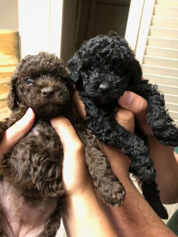 A person is holding two small puppies in their hands.