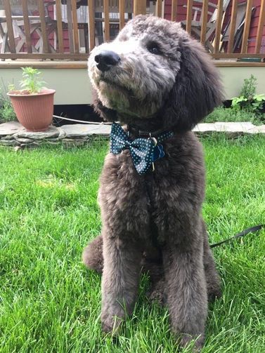 A small dog wearing a bow tie is sitting in the grass.